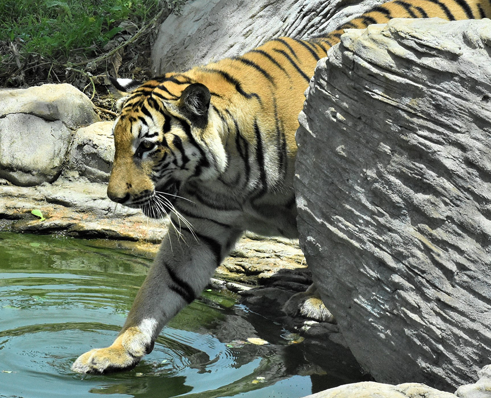 Ridiyagama Wildlife Tales