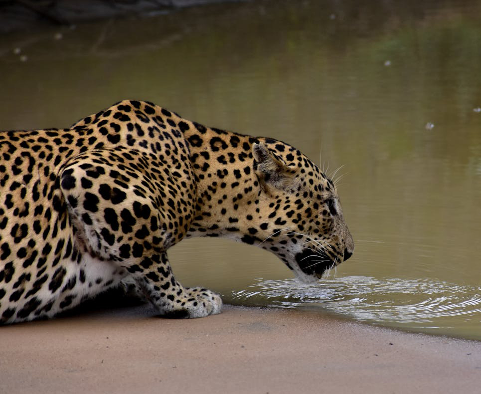 Yala Safari Expedition